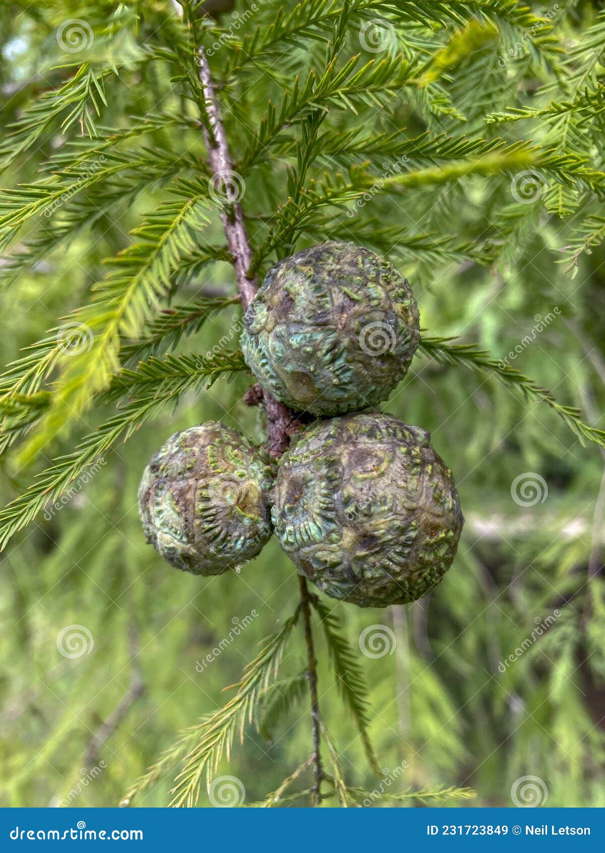 bald cypress tree leaf identification