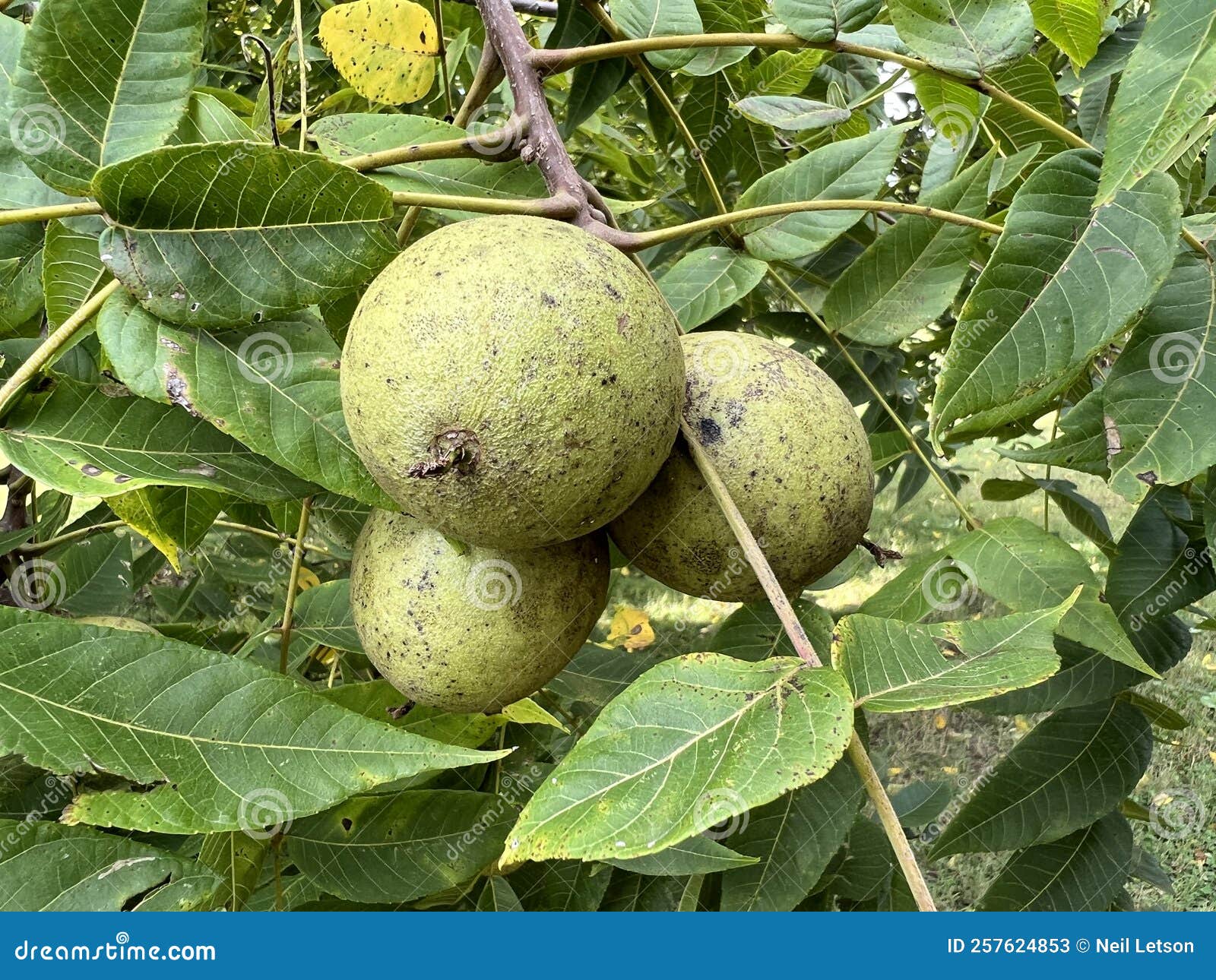 tree identification. fruit.black walnut