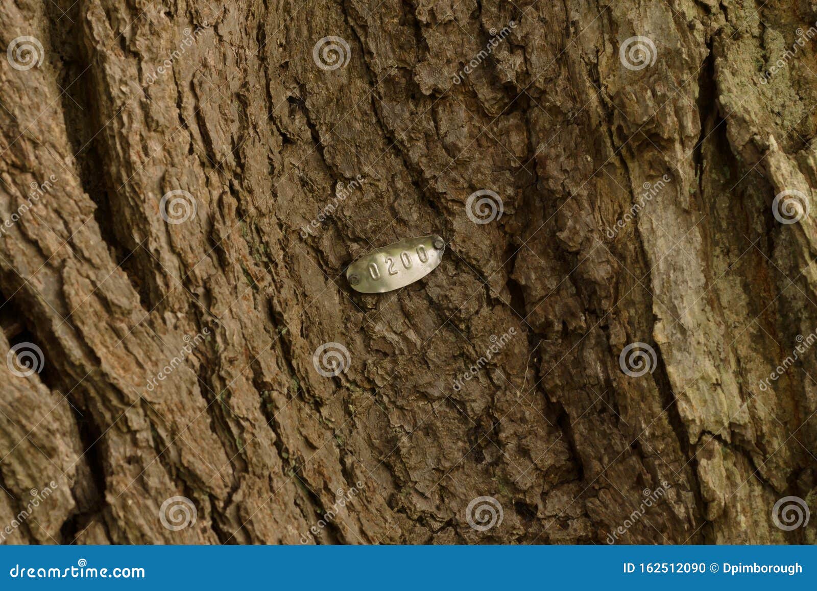 Tree Identification Tag stock photo. Image of aluminium 162512090