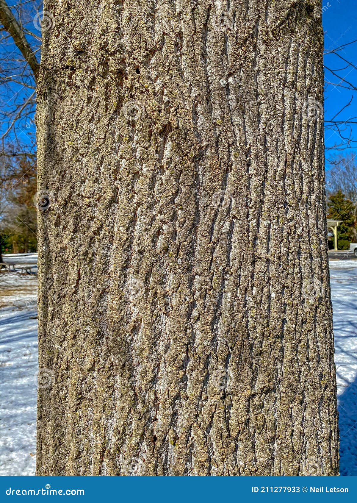 Poplar Tree Identification poplar-tree-identification