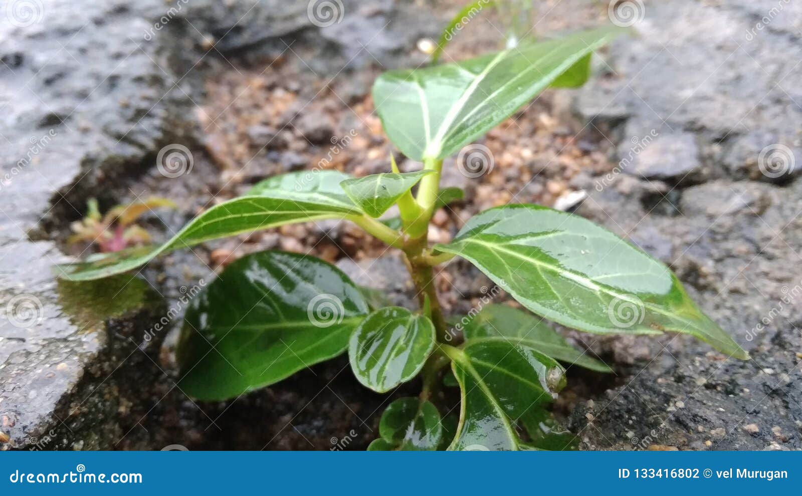 The Tree Indian Famous Plant Stock Photo Image of tree, plannt 133416802