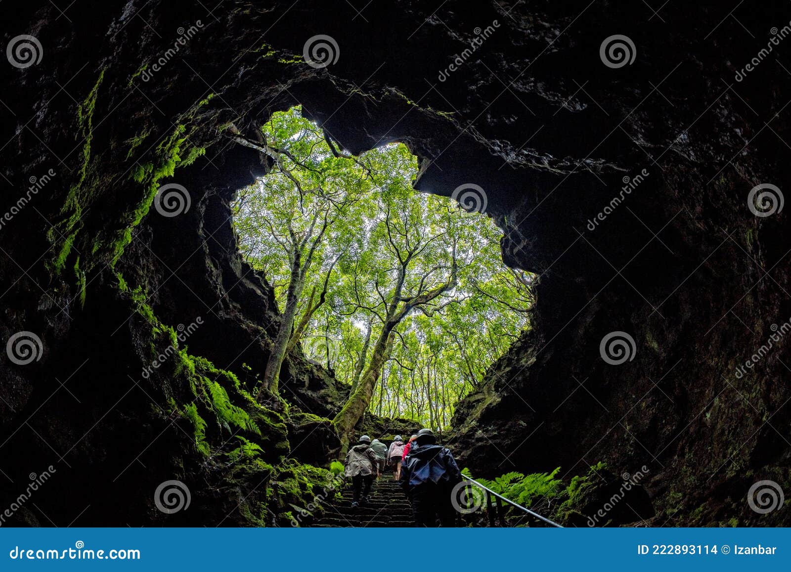 tree inside pico island gruta das torres lava tunnels