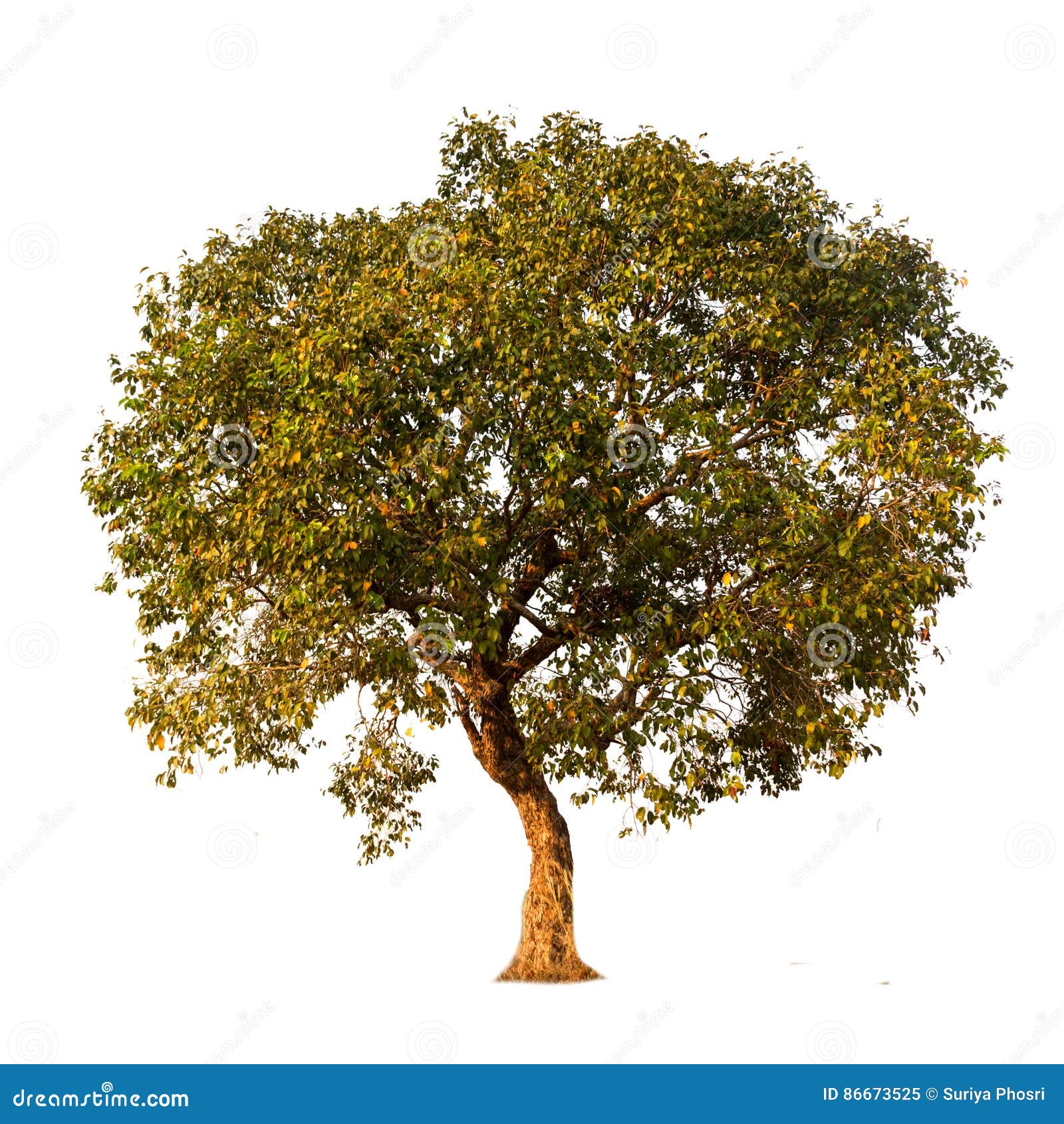 Image result for trees against white background