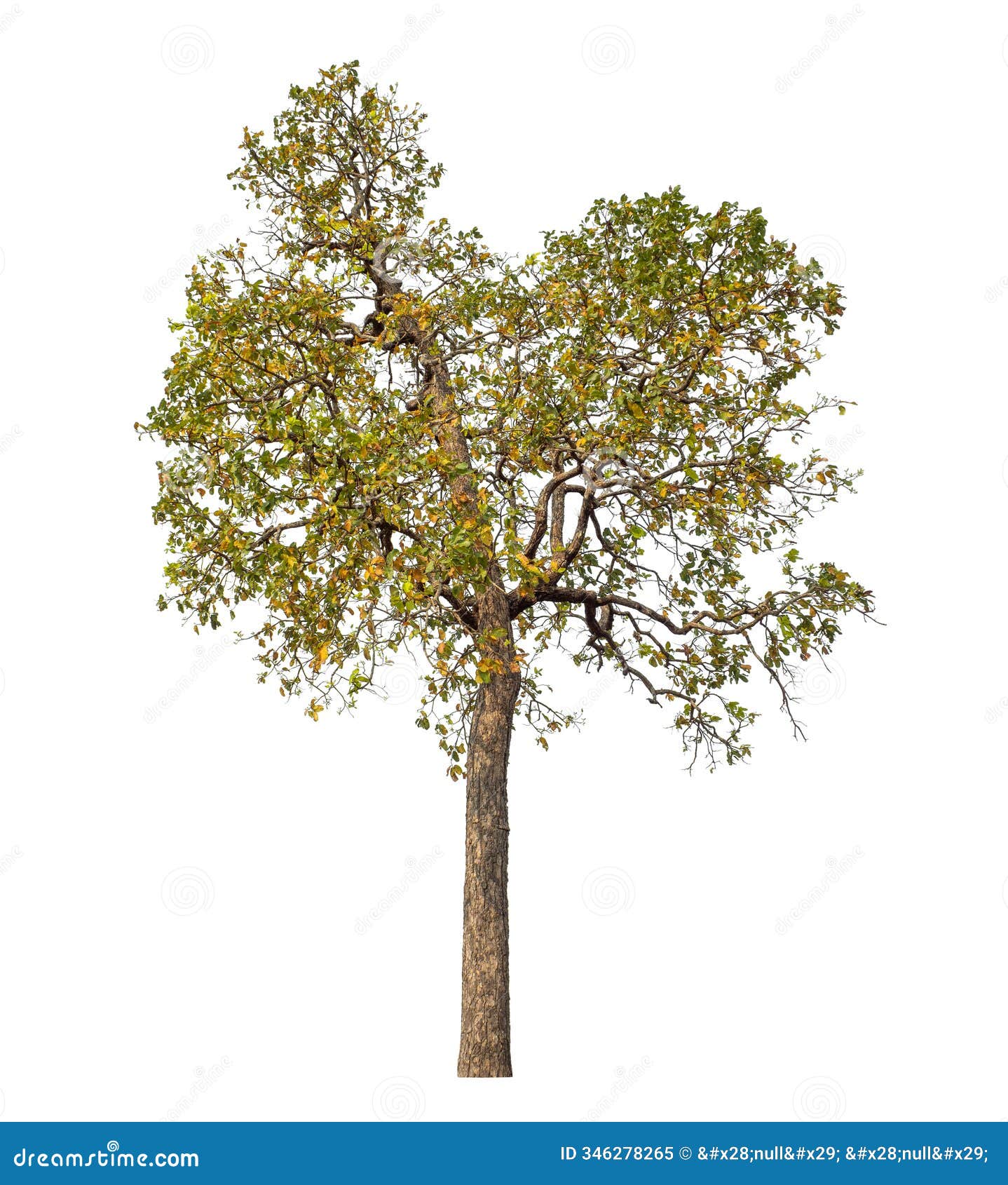 tree  on white background with clipping path and alpha channel .