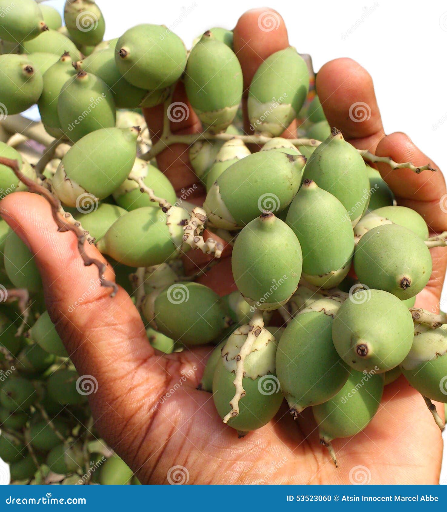 tree and its fruits stock photo - image: 53523060
