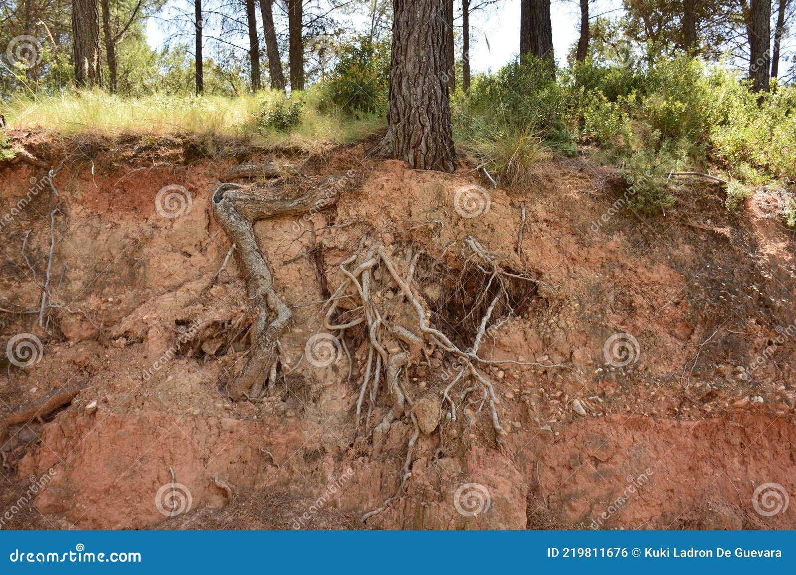 tree with its roots out of the ground