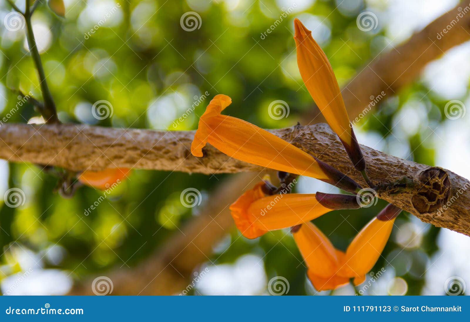 tree jasmine scientific name: radermachera. ignea