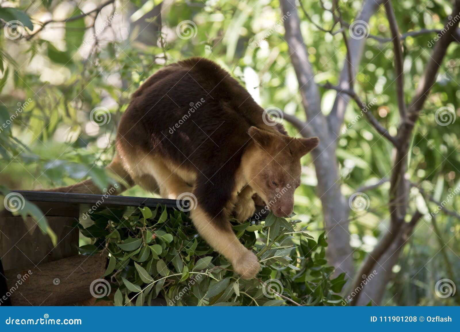 A tree kangaroo stock photo. Image of eating, tree, eyes 111901208