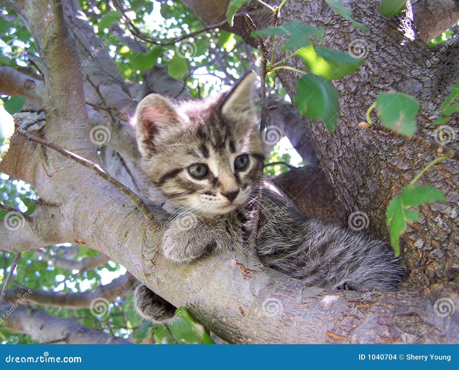 tree kitty