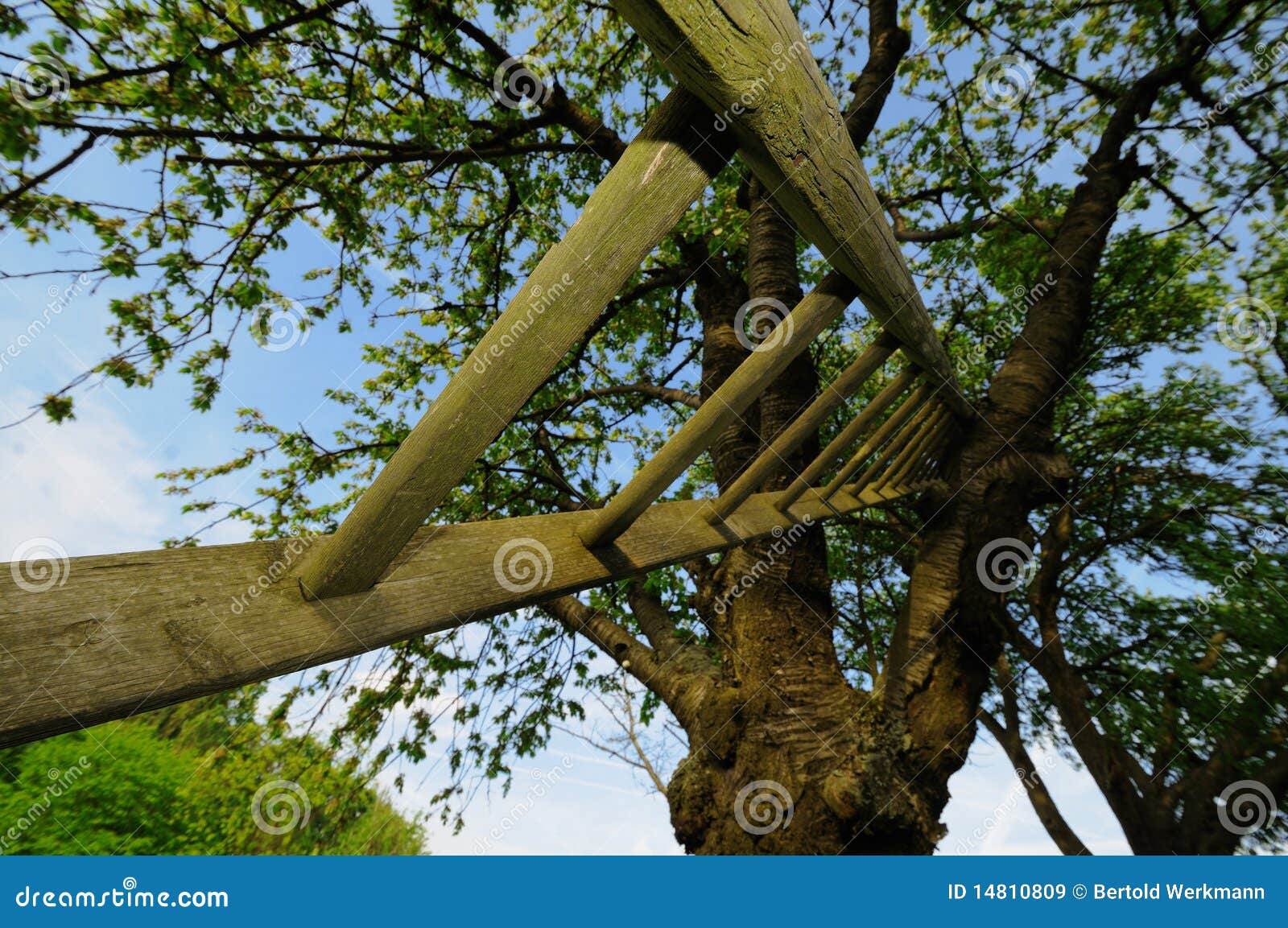 Ladder leaned on a tree hi-res stock photography and images - Alamy