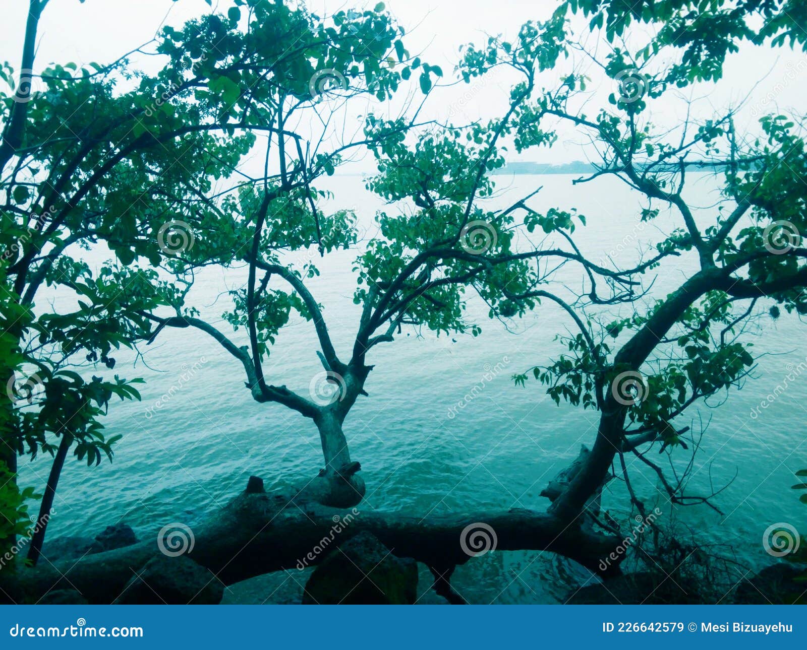 Tree beside the Lake Tree in Lake Stock Image Image of vegetation