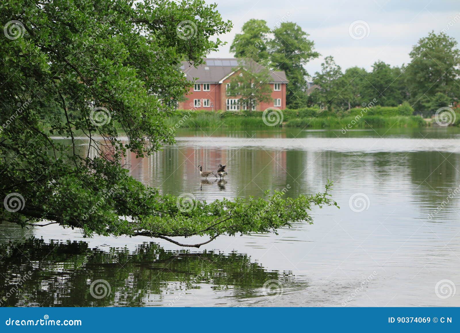 Tree in lake stock image. Image of houses, whiteknights - 90374069