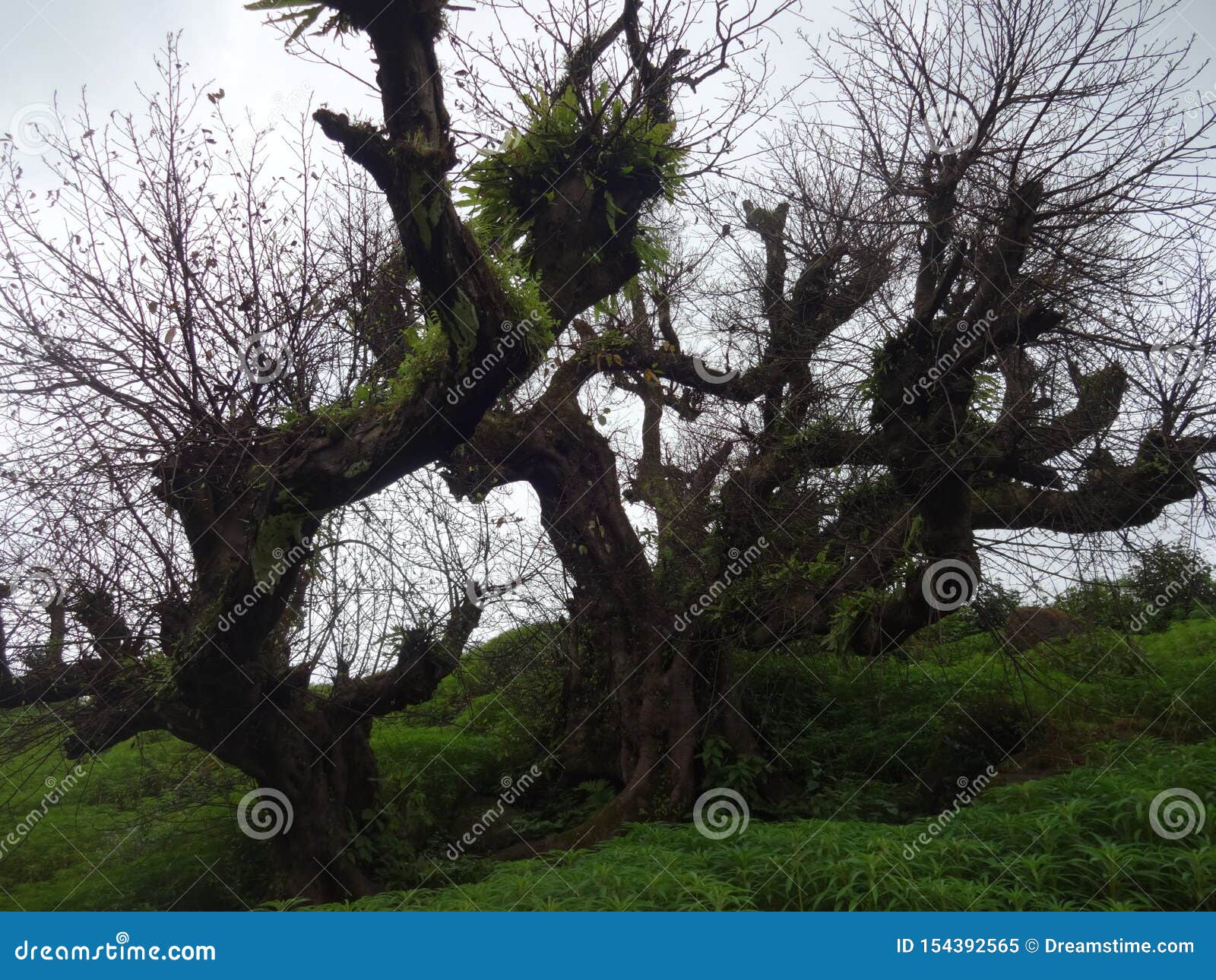 tree landscape view with background