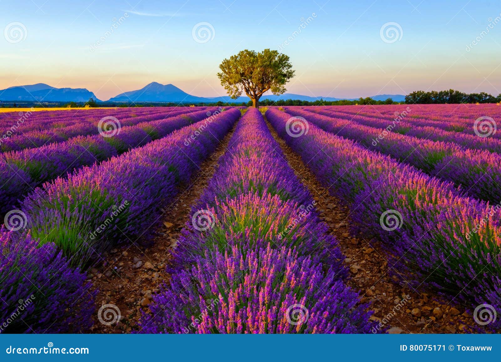 Tree in Lavender Field at Sunset Stock Image - Image of nature, tree ...