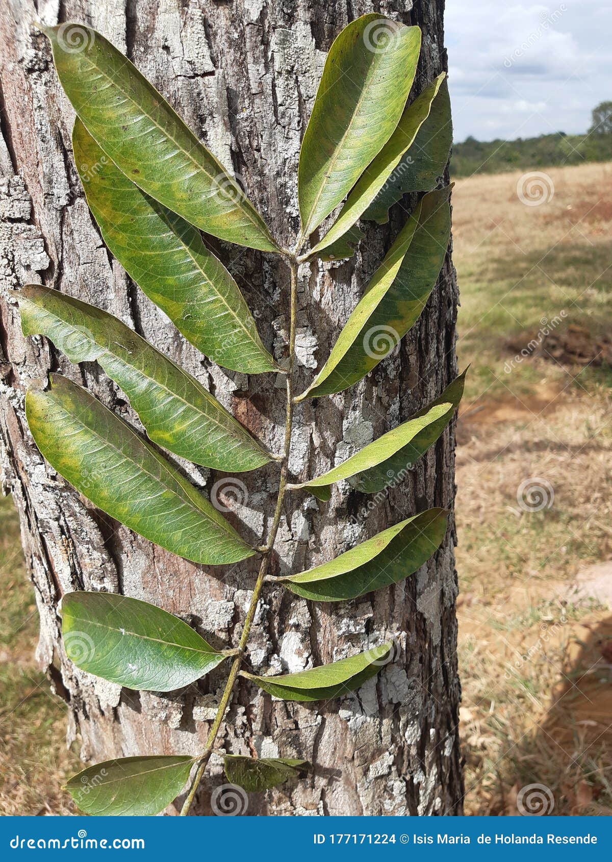 tree and leaf of the cerrado