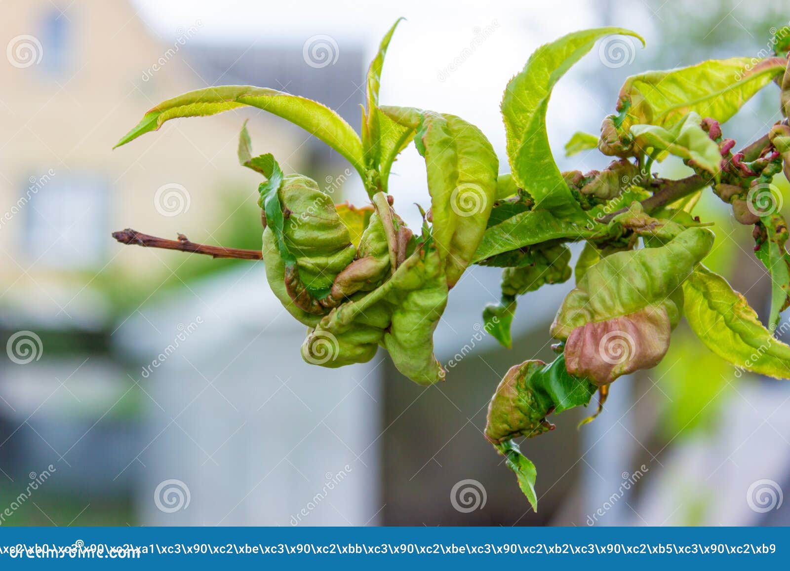 Tree Leaf Disease, Twisted Peach Tree Leaves Stock Photo Image of disease, wood 248057402