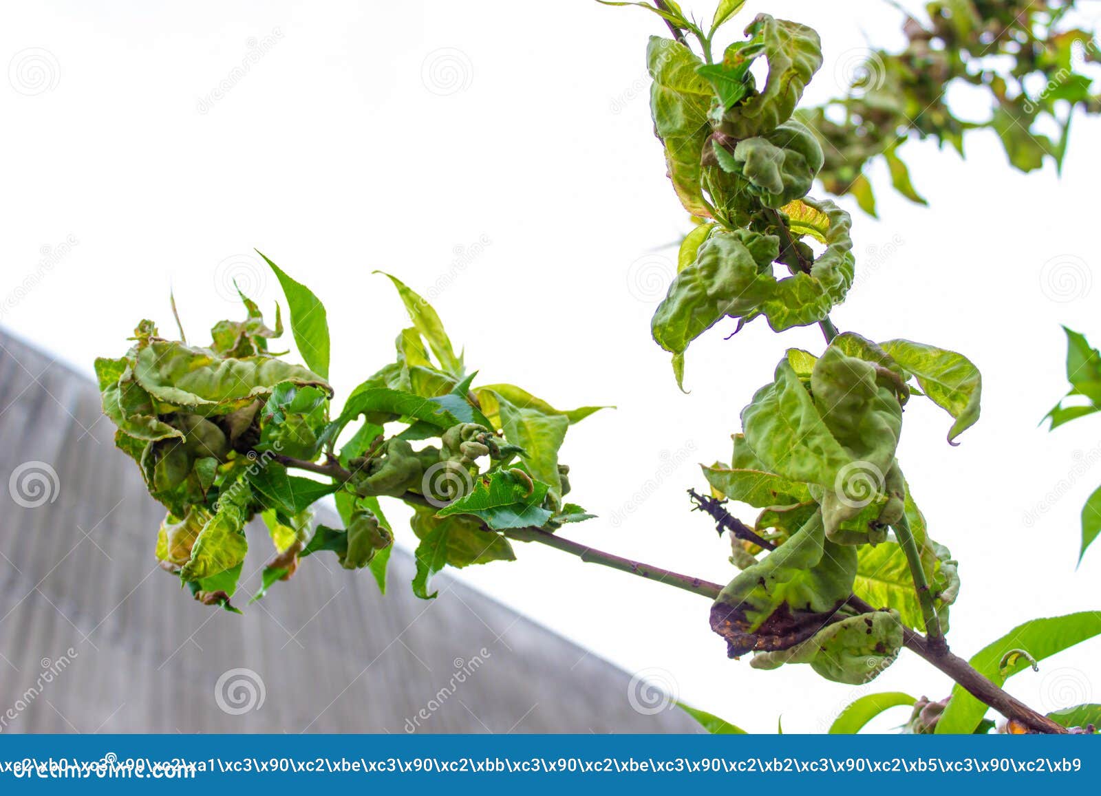 Tree Leaf Disease, Twisted Peach Tree Leaves Stock Image Image of gardening, fungal 248057513