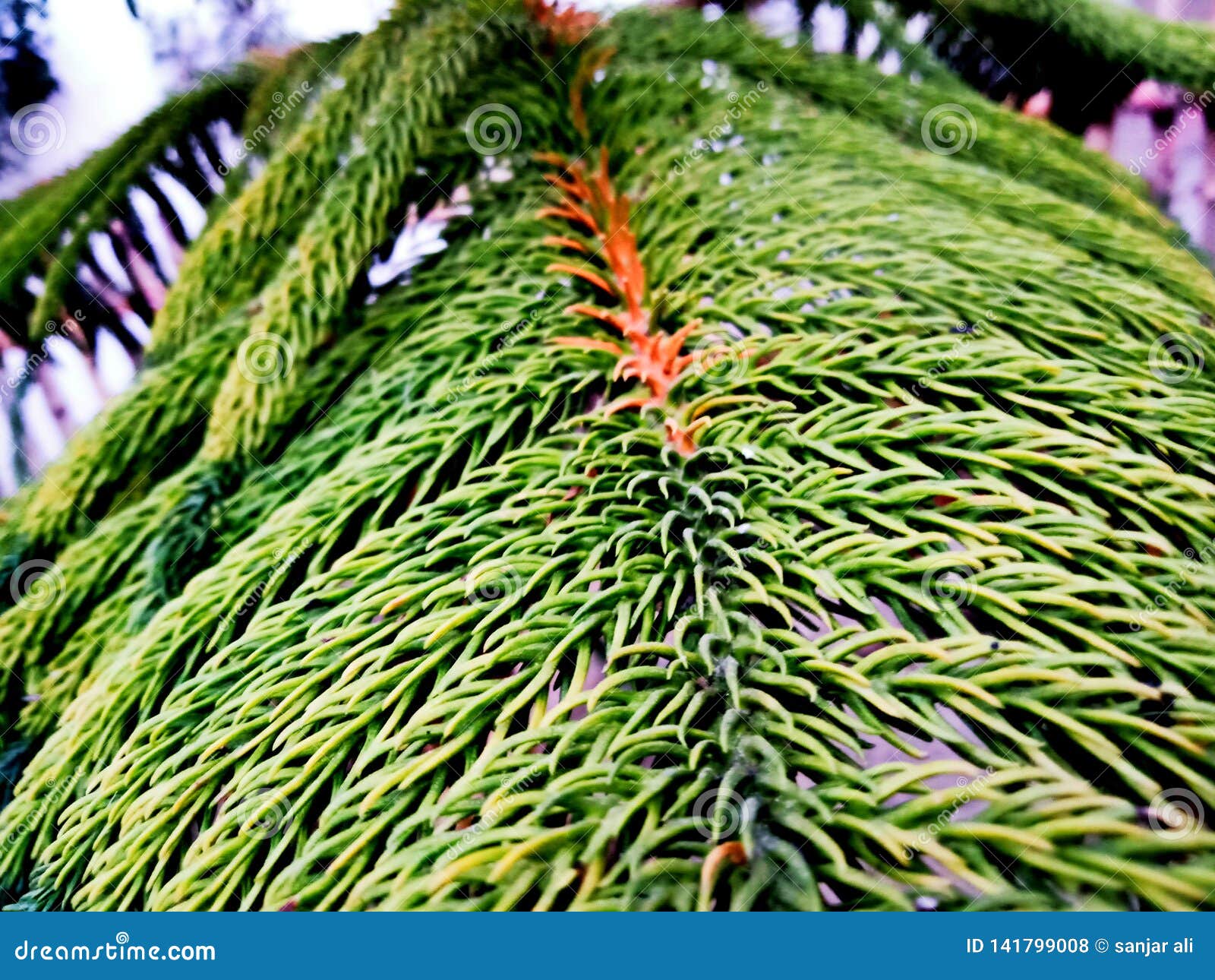 tree leaf give us message for save environment
