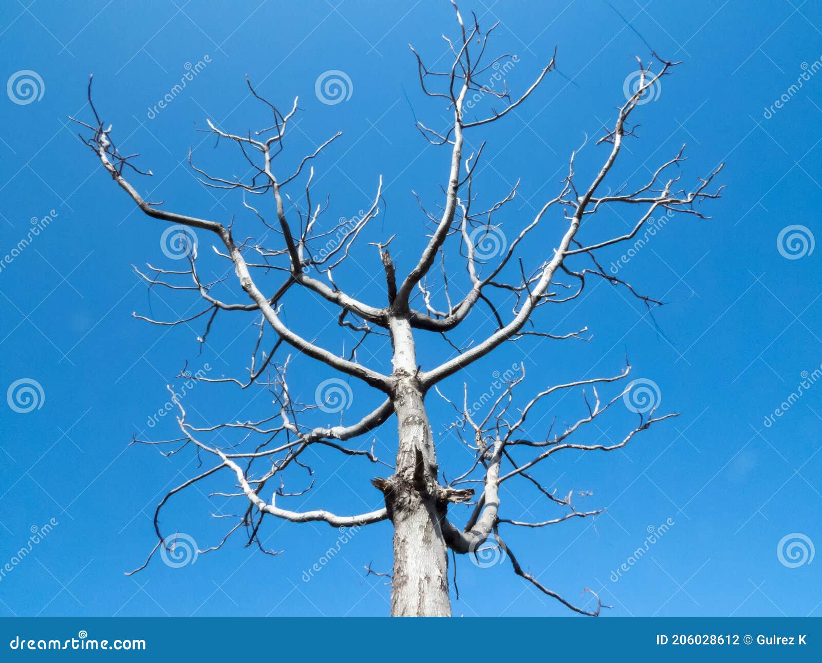 tree without leaves on blue sky background.