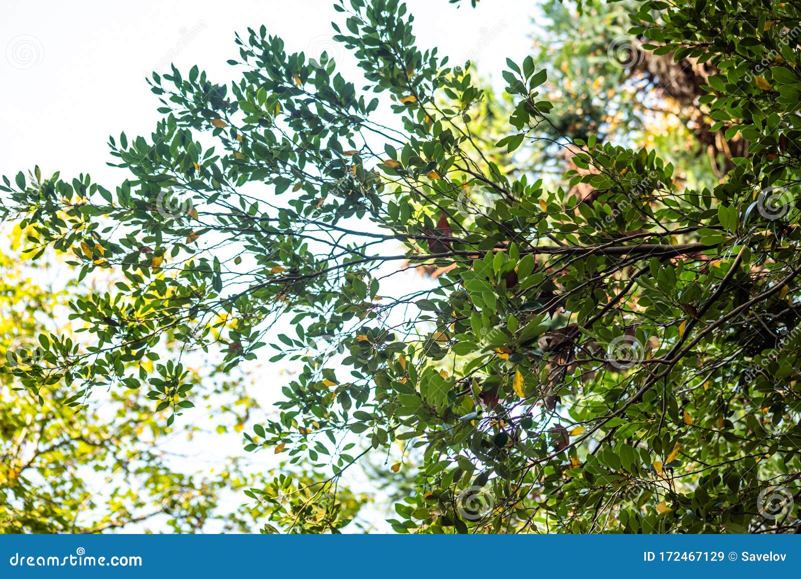 Tree with Leaves on Distylium Racemosum Stock Image Image of grow