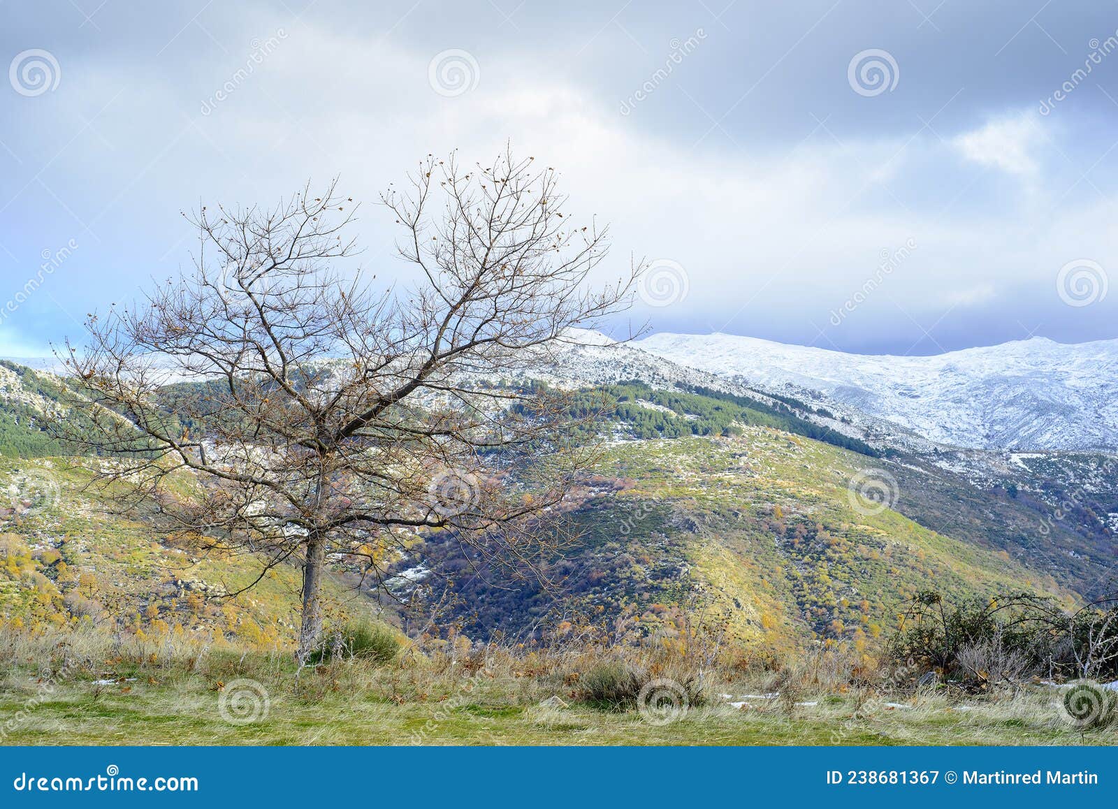 tree without leaves and snowy mountain of hervas in autumn, extremadura