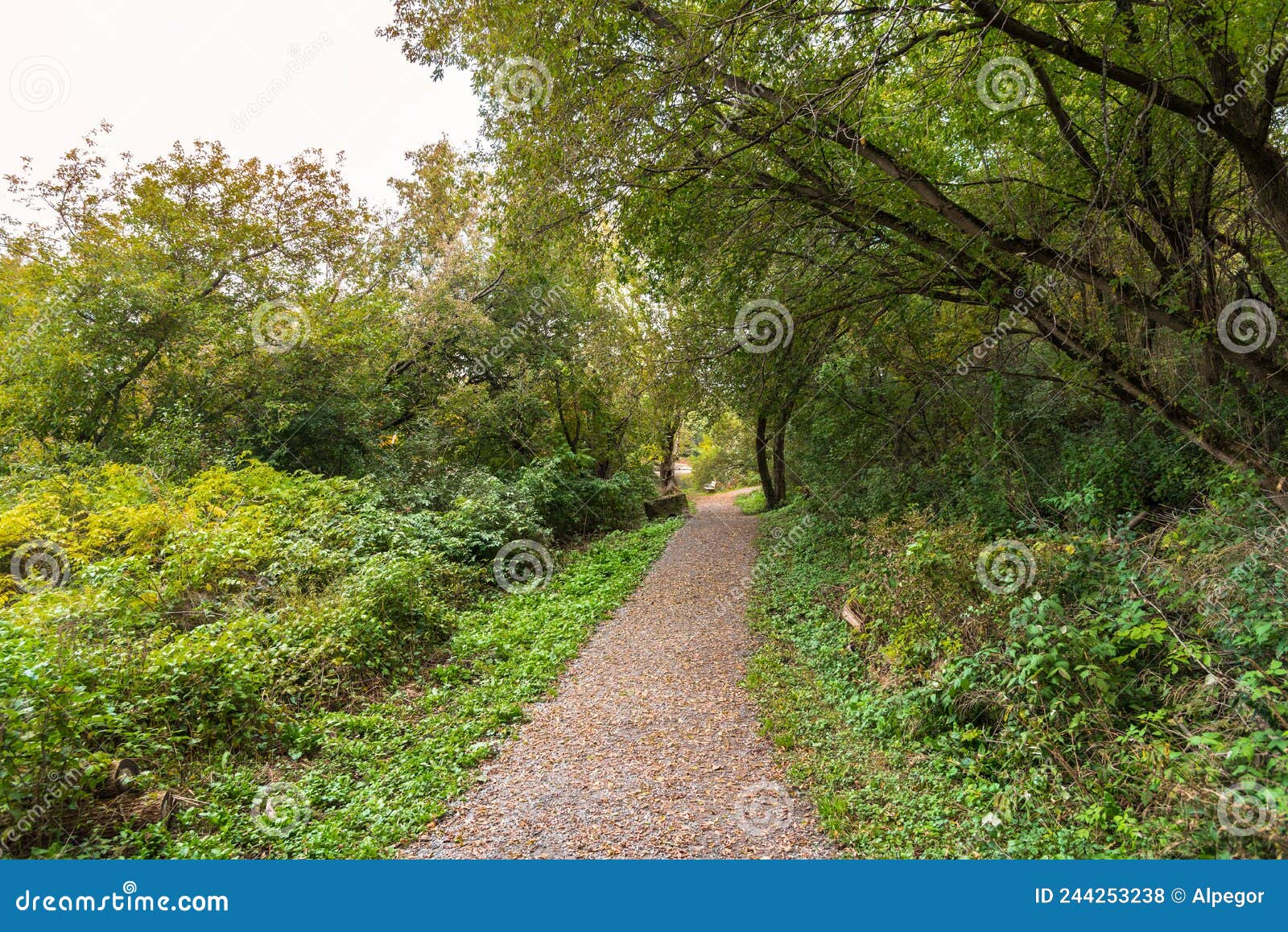 tree lied path on the bank of a river on acloudy autumn day