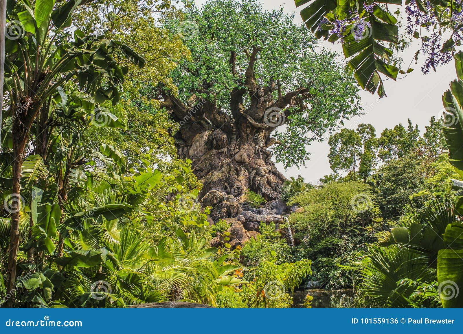 Download Disney Animal Kingdom Tree Of Life Orlando Florida ...