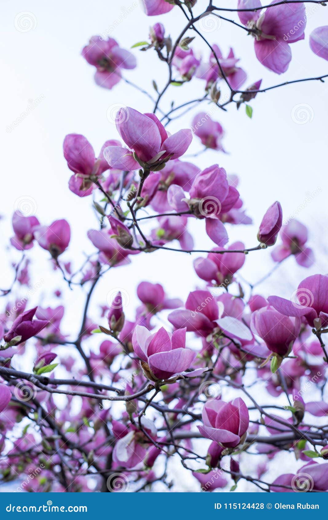 Tree of lilac magnolia stock photo. Image of gift, color - 115124428