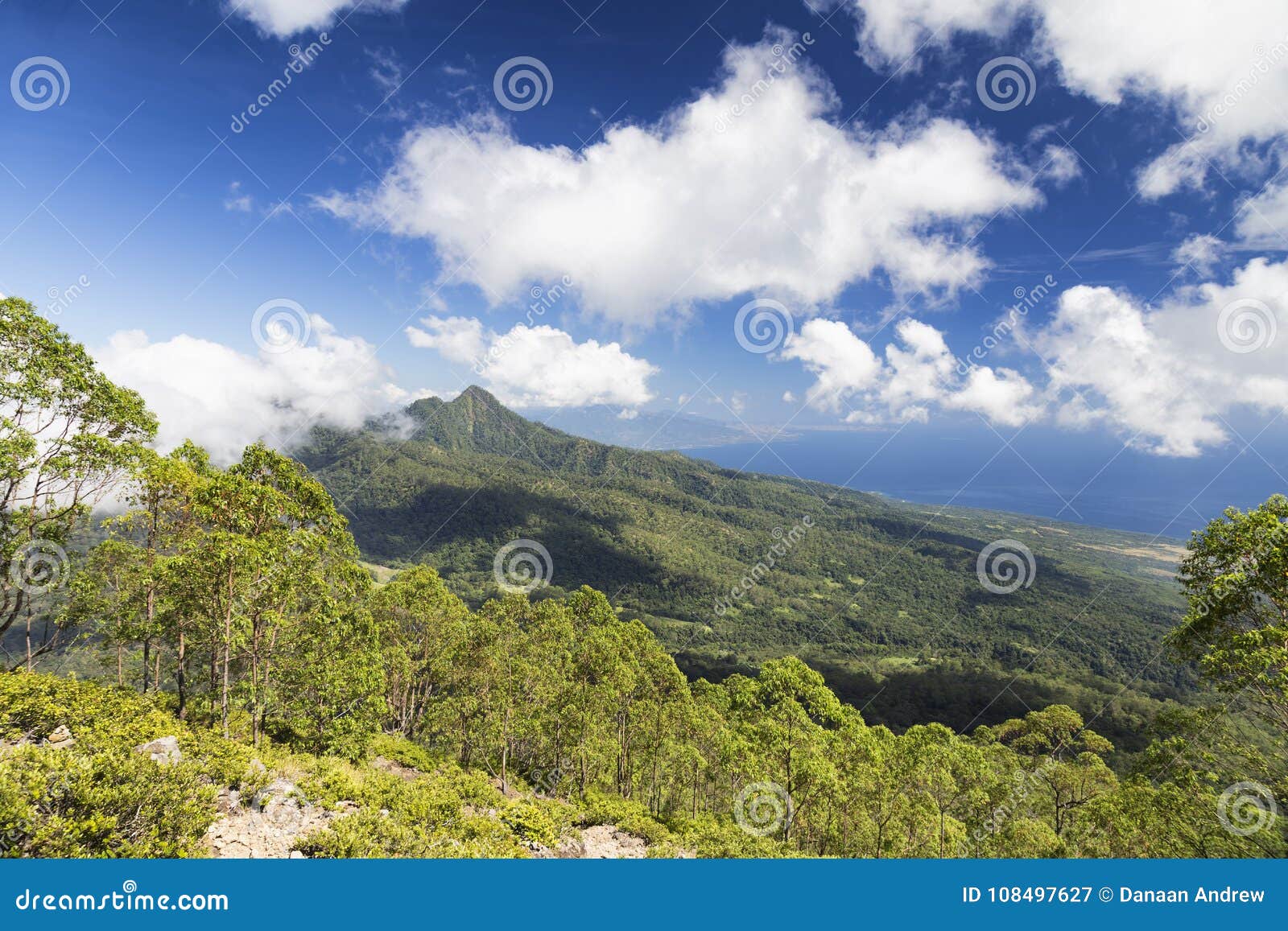tree line on mount egon