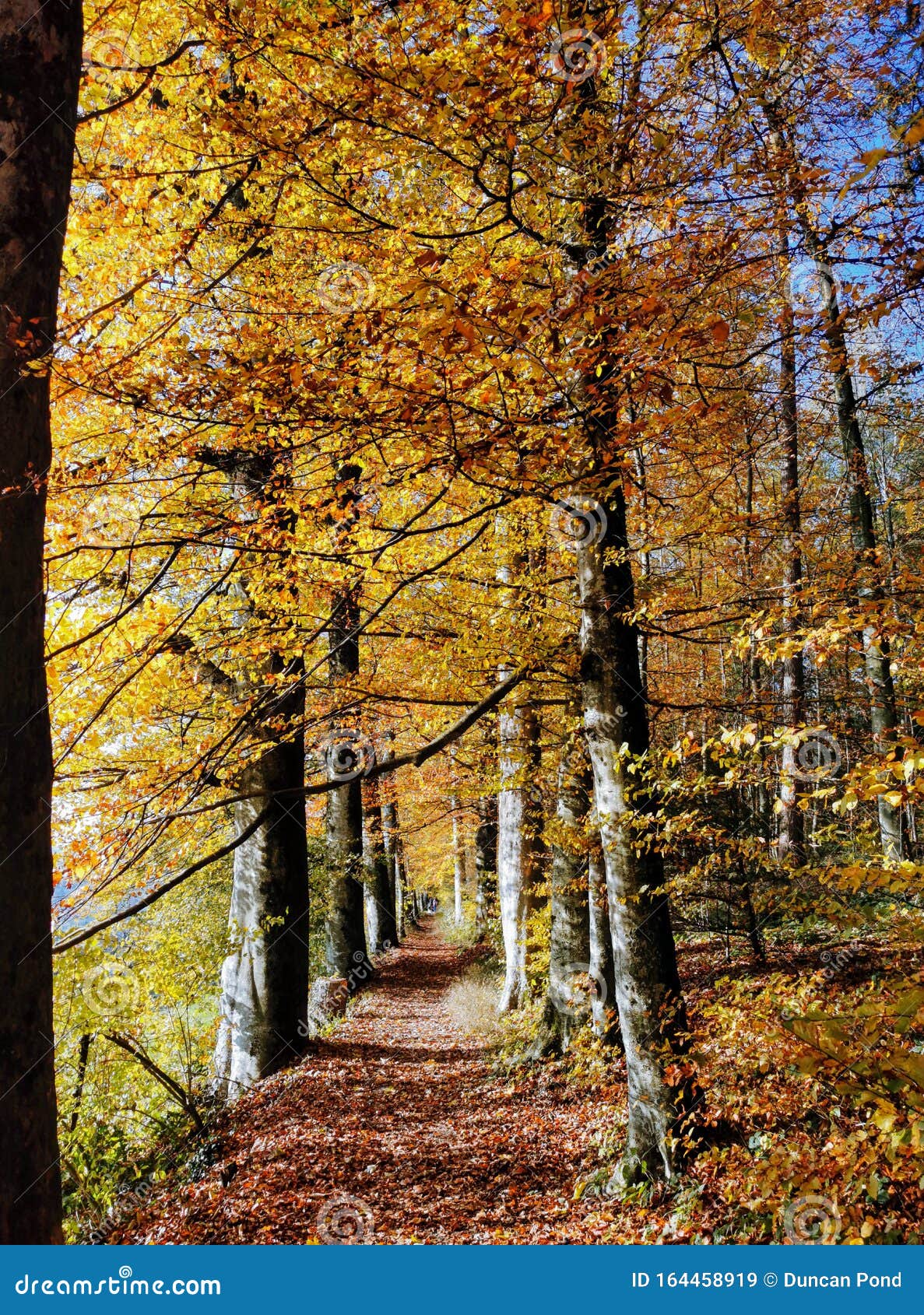 Fall tree lined path