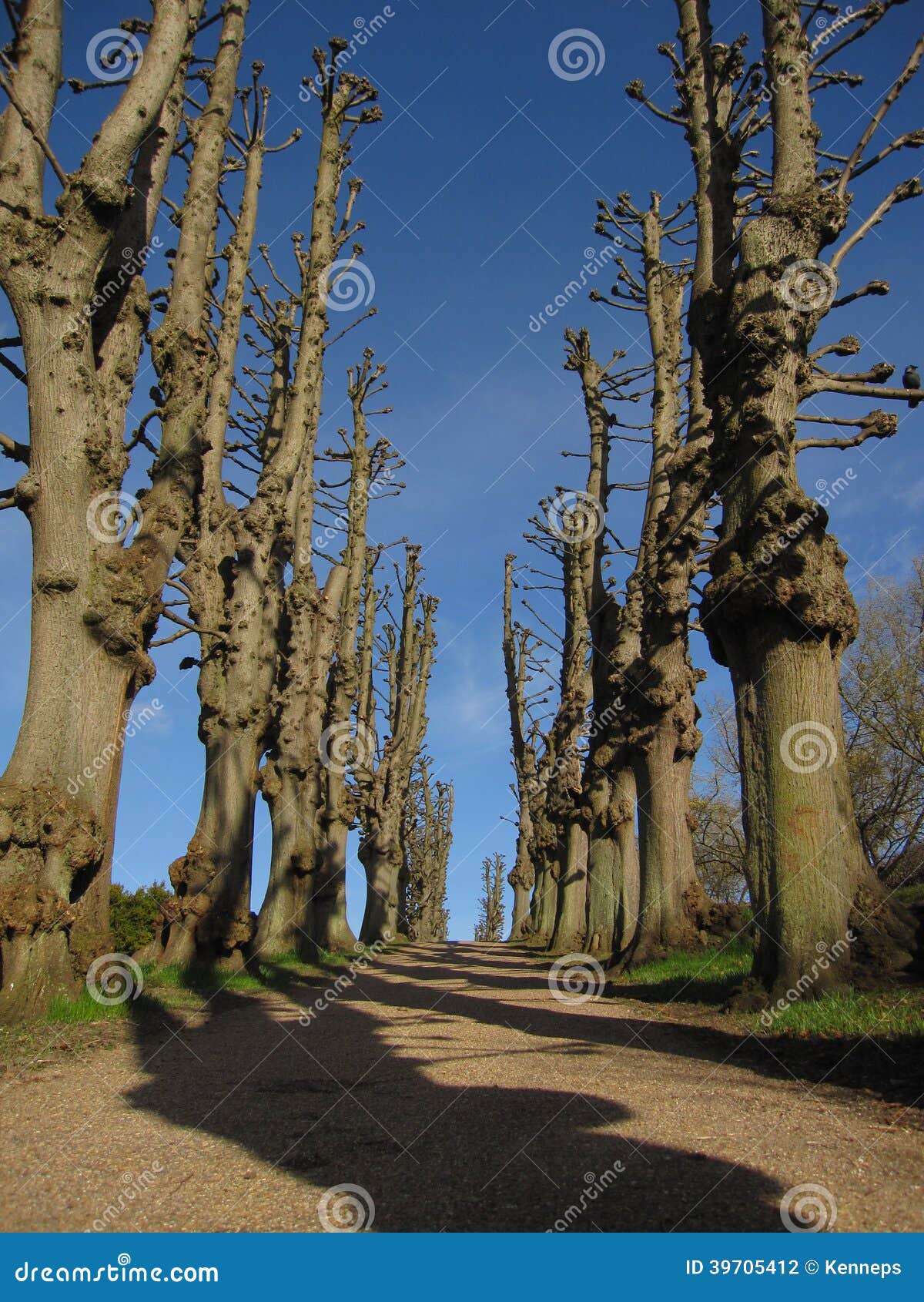 Pollarded trees in an tree-lined avenue