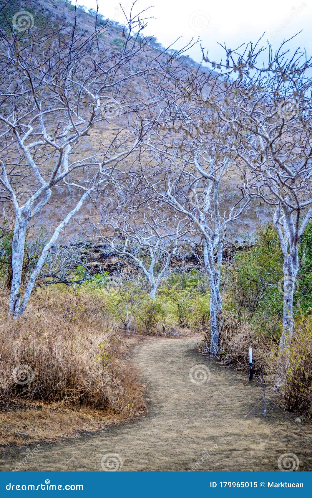 The Tree Lined Lagoon of Cerro Brujo Witch Hill, on San Cristobal