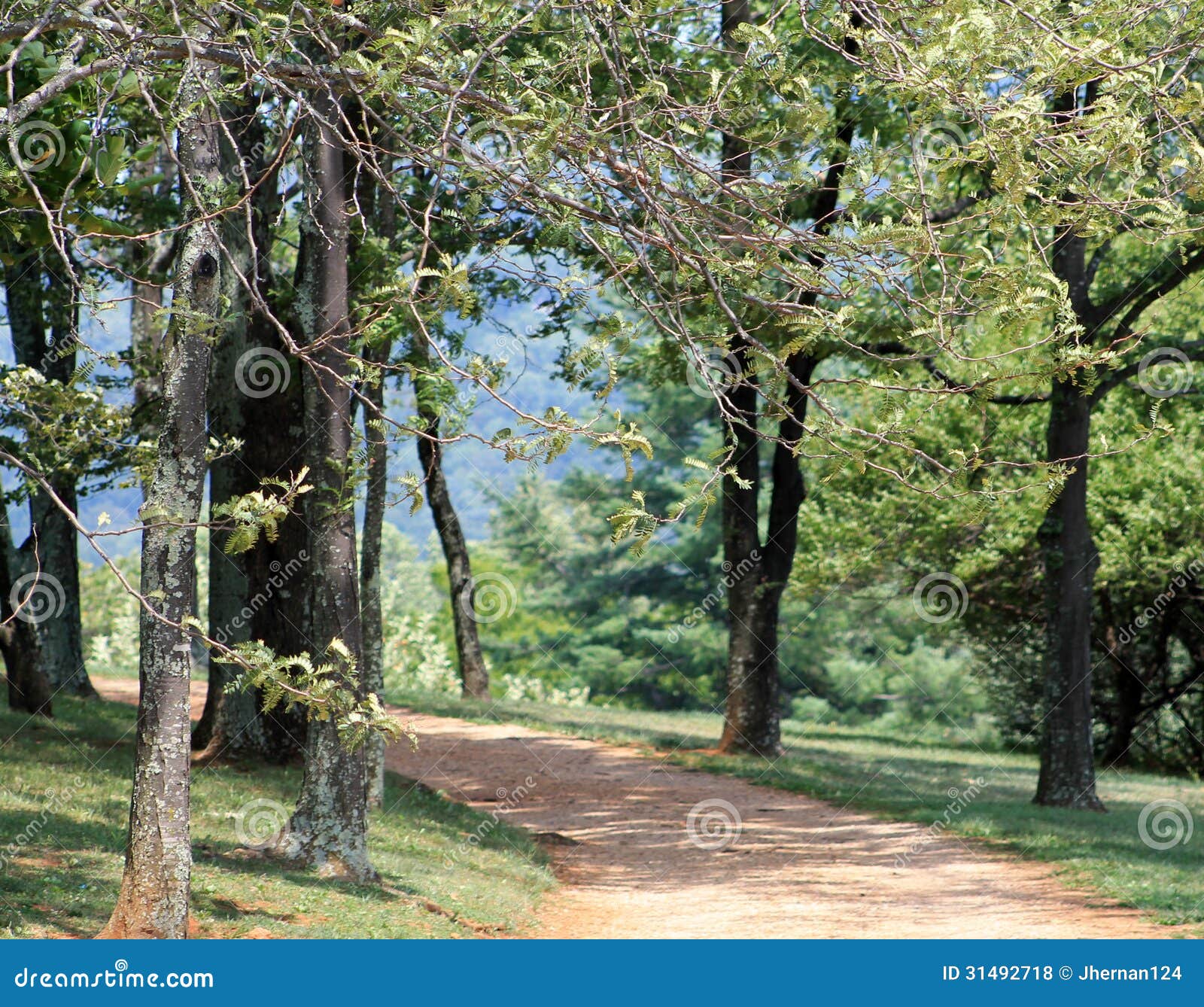 Tree Lined Mountain Road in Virginia Stock Photo Image of pastoral