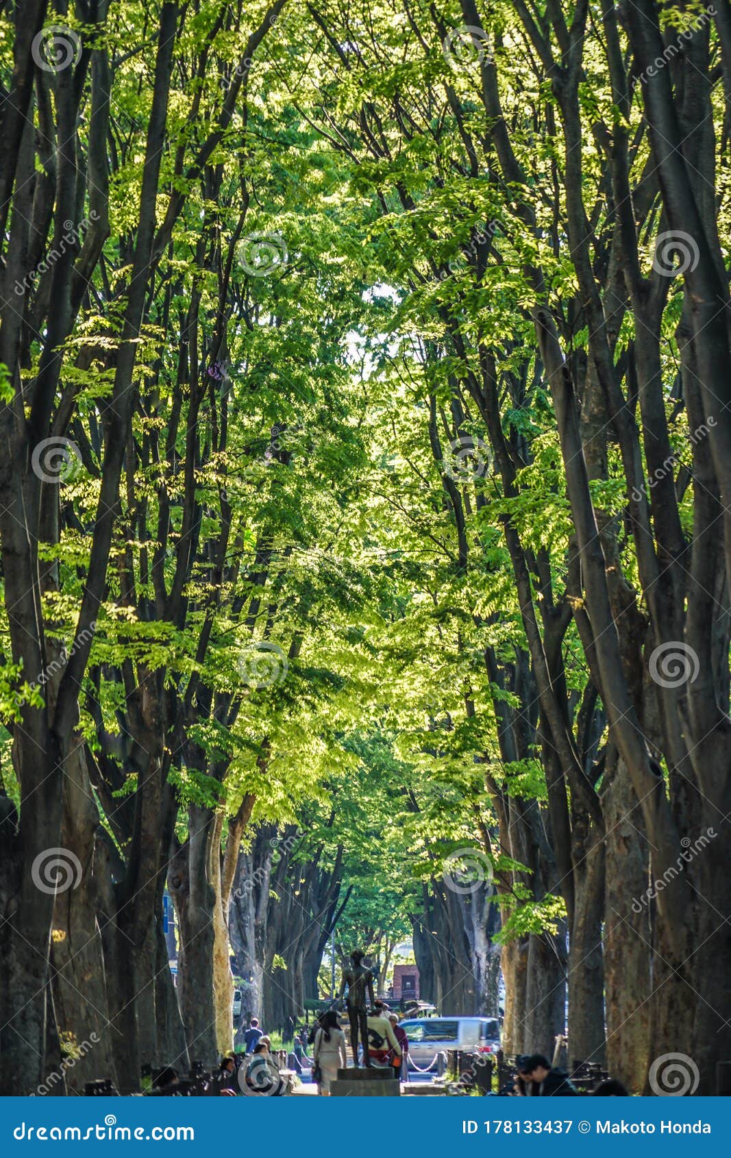 tree-lined path of sendai,miyagi prefecture