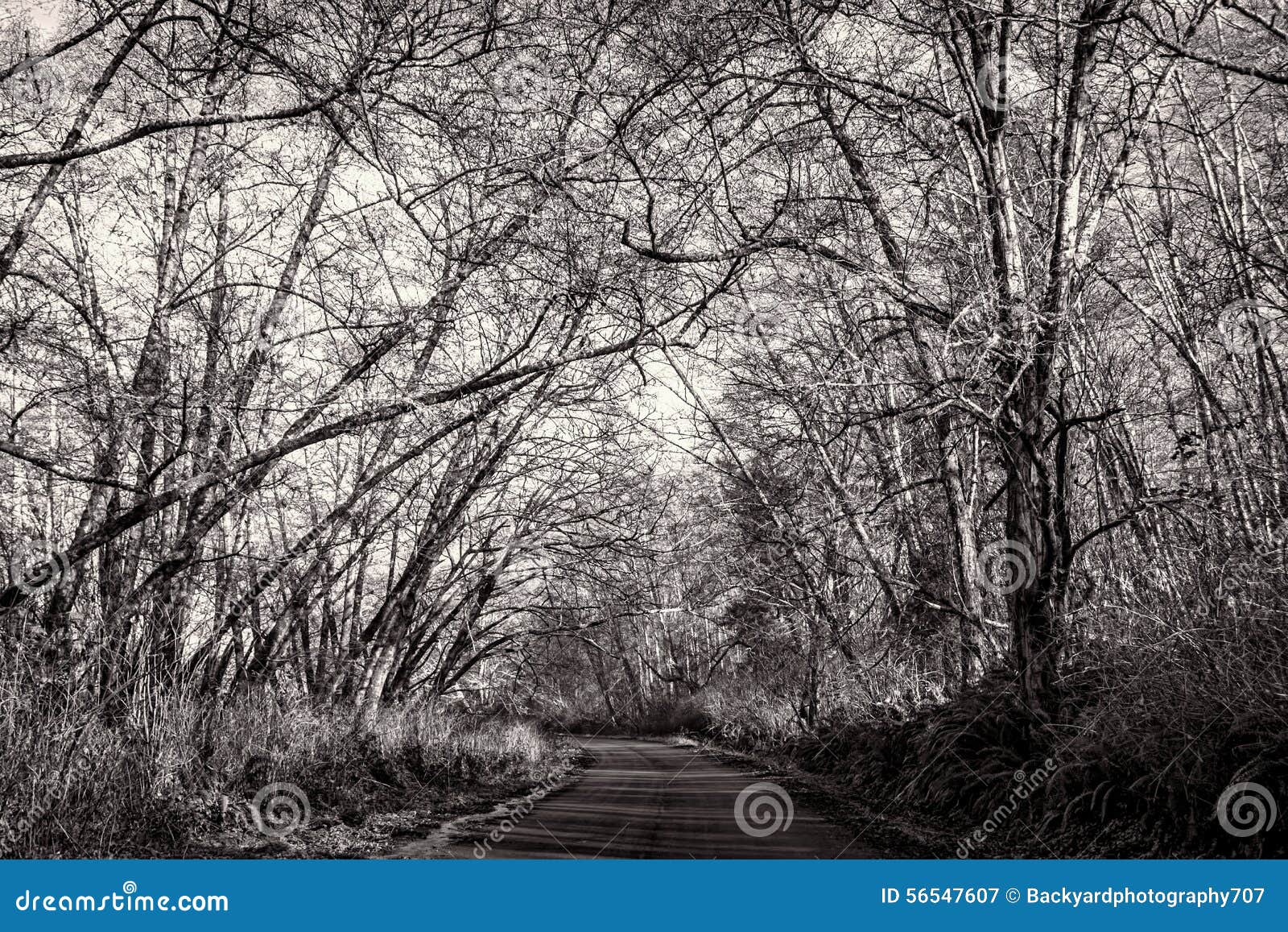 TreeLined Road, Black and White, Landscape Stock Image Image of tree, rural 56547607
