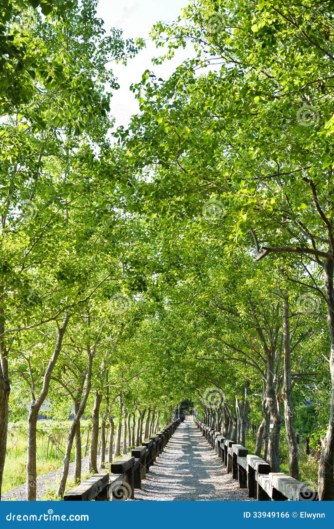 Tree lined rural lane, shot at Luodong Forestry Culture Garden, Yilan county, Taiwan.