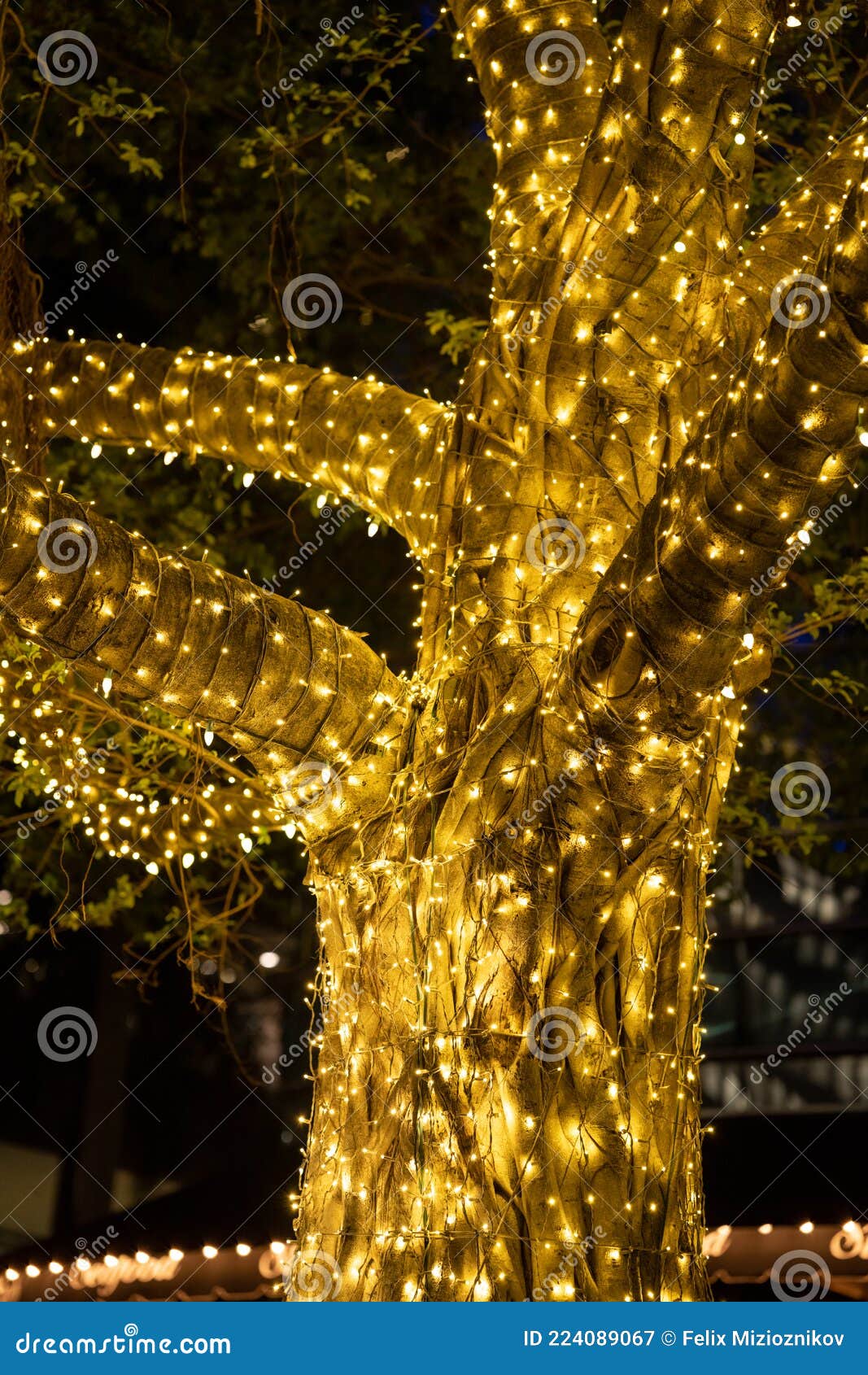Tree Lit with Holiday Lights Warm Glow Editorial Photography Image of illuminated, tree 224089067