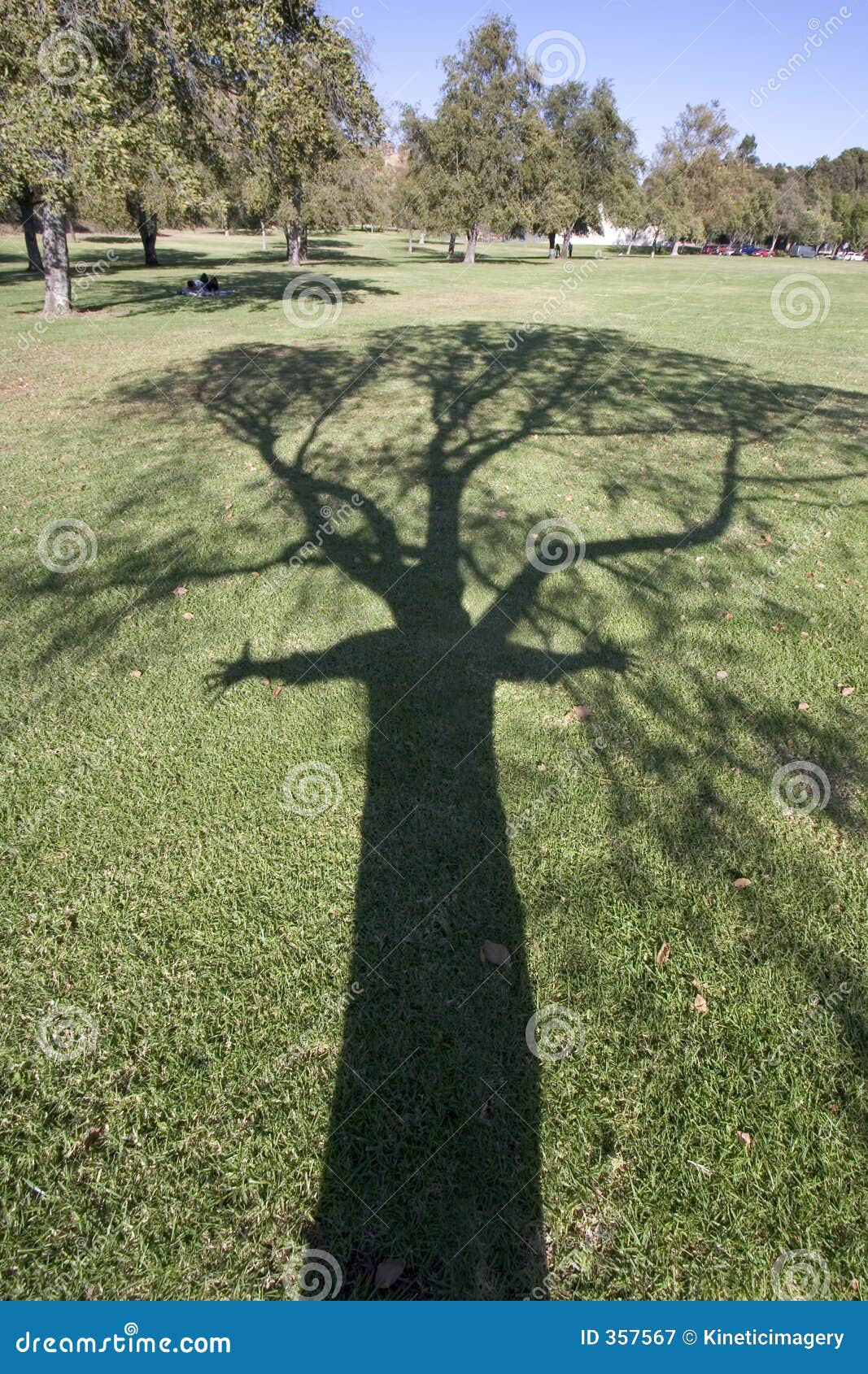 tree lover