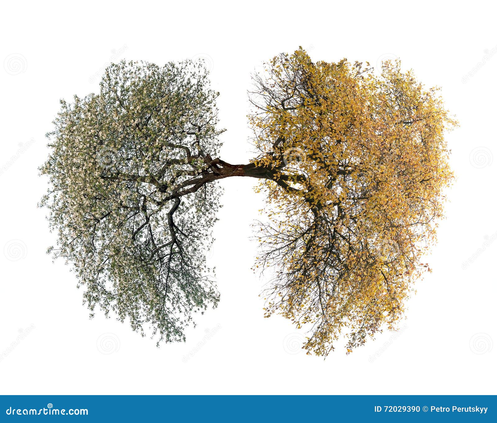 Tree lungs stock photo. Image of environmental, forest - 72029390