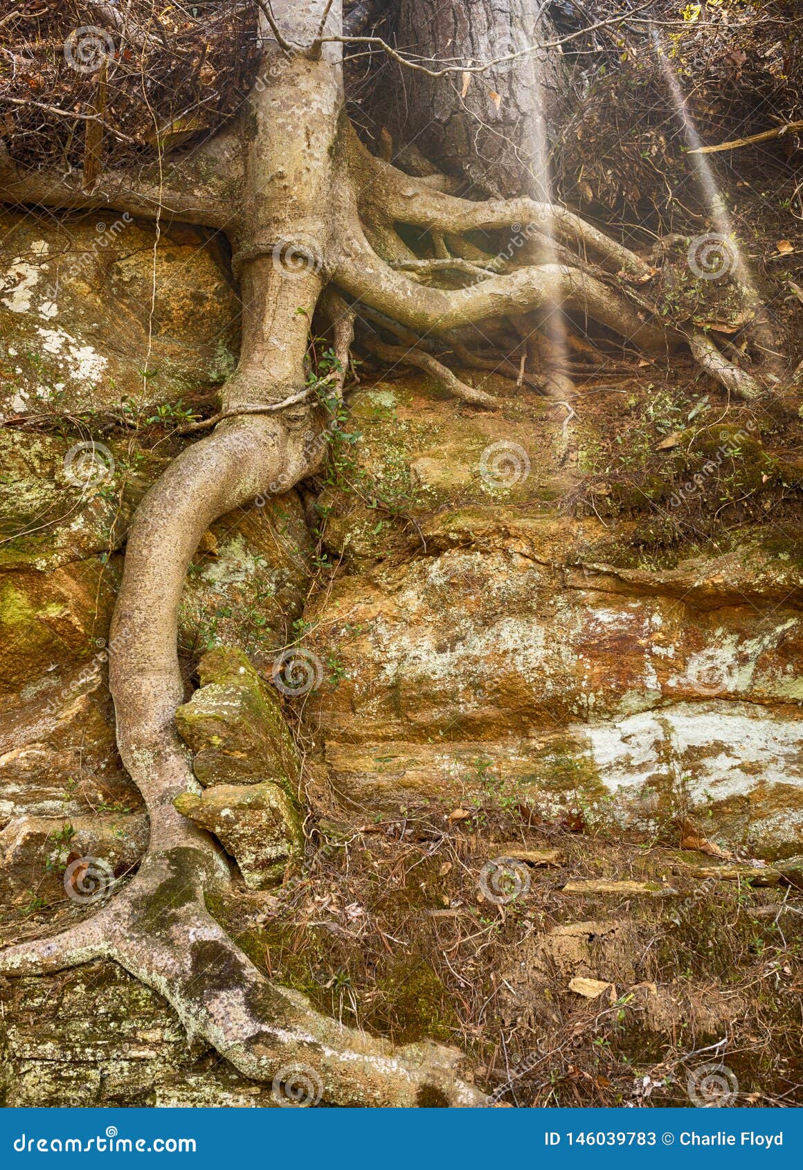 Tree Maintains Hold on Rock Wall Stock Image Image of foot, gripping 146039783