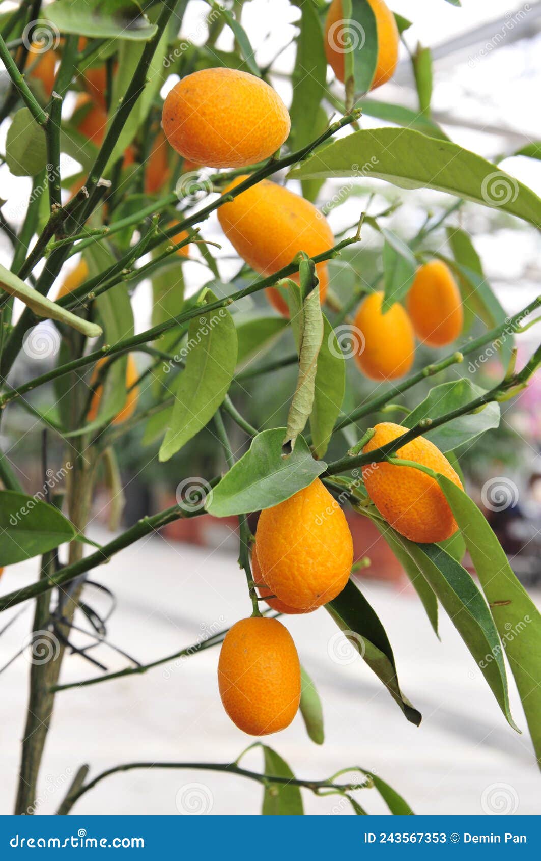 The tree mature orange stock image. Image of tree, vitamin 243567353