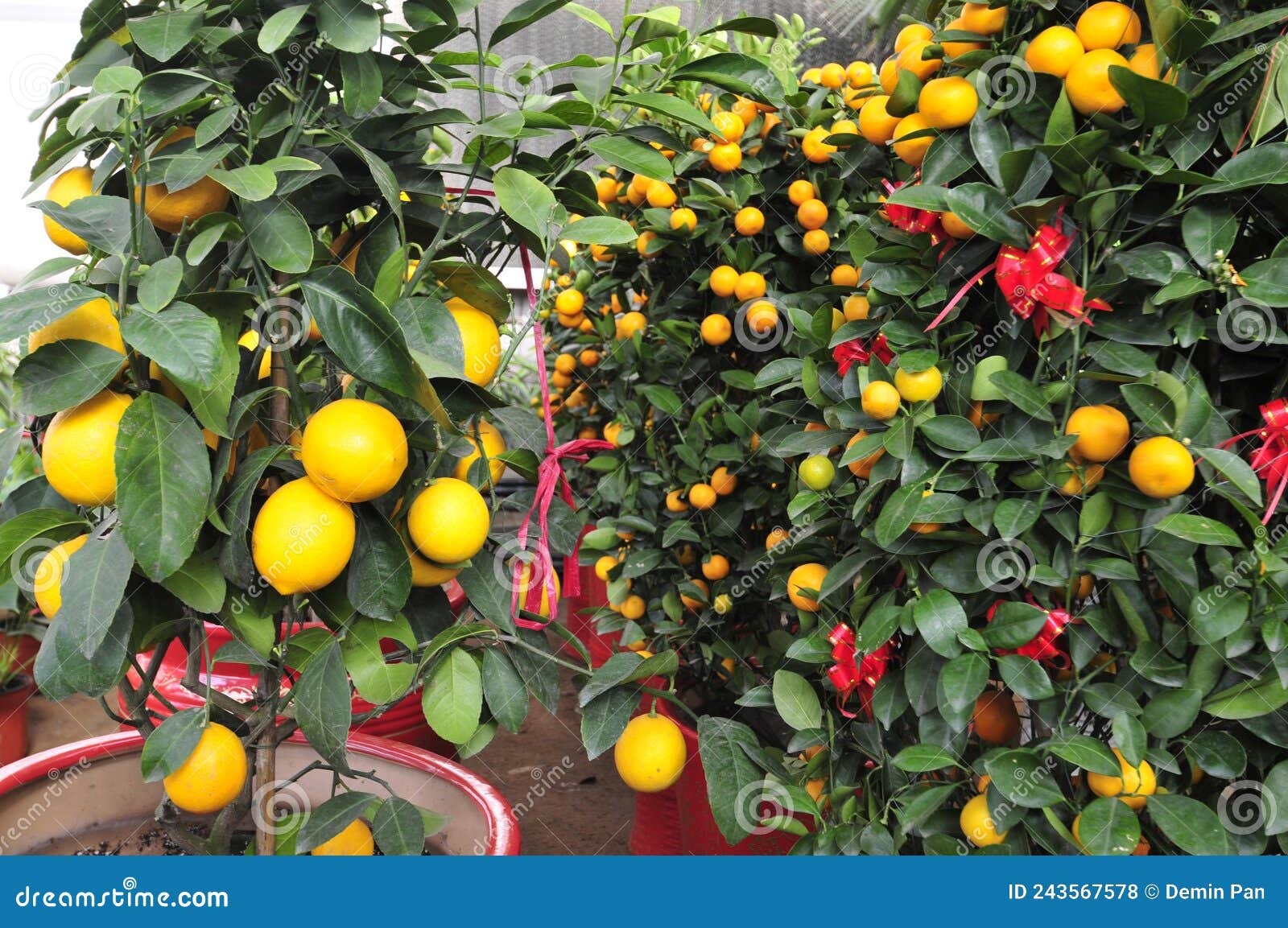 The tree mature orange stock photo. Image of tree, branch 243567578