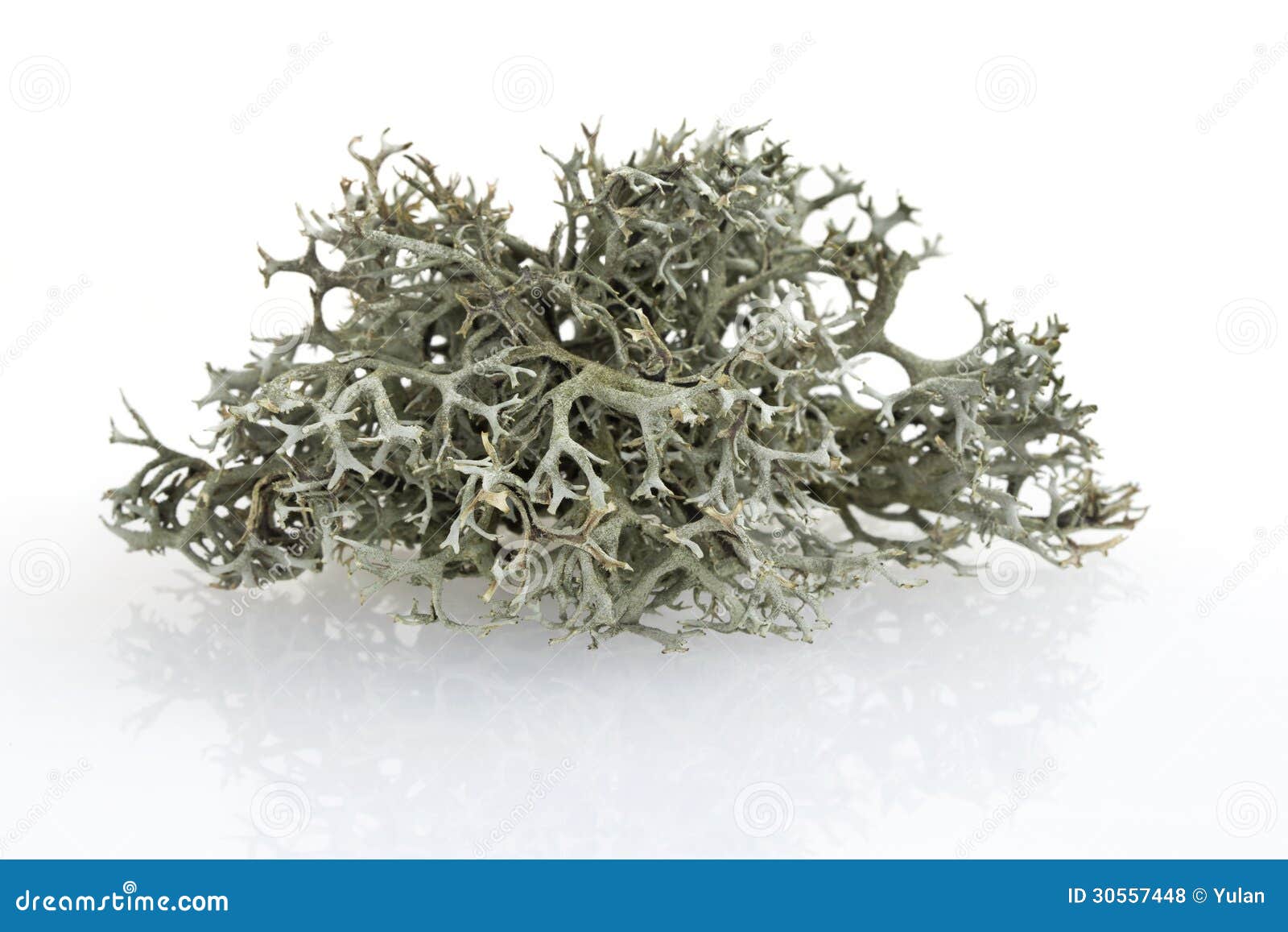 Tree Moss from Fir and Pine Trees Stock Photo Image of environment