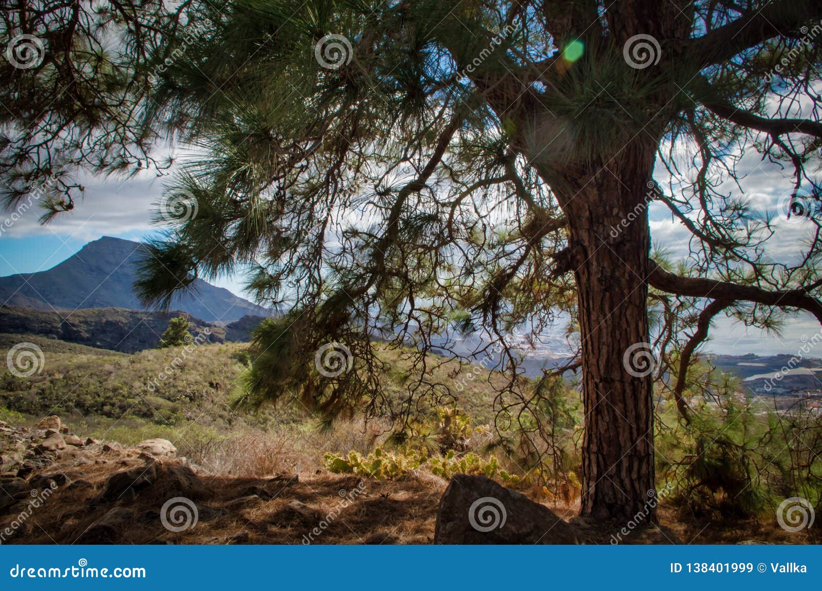 a tree on a mountain slope