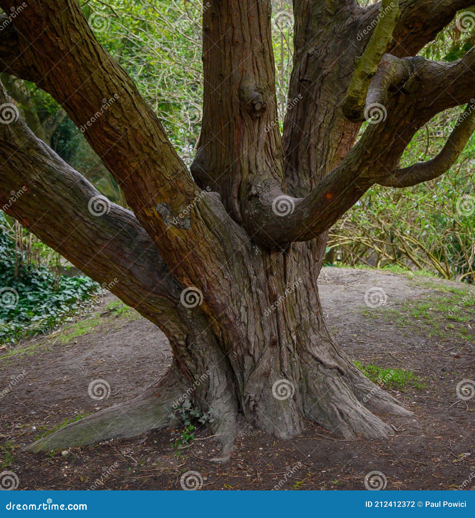 Trunks Of Multiple Tropical Fig Trees With Roots Growing From High In