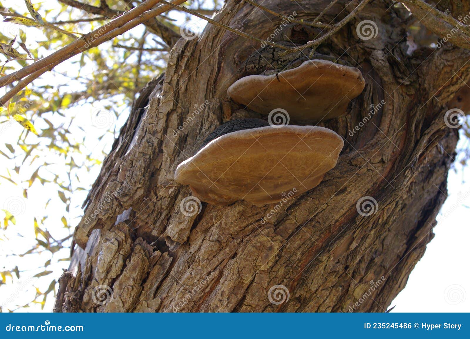 polypores fungi growing on a tree trunk. bracket or shelf fungi on the bark of a willow tree