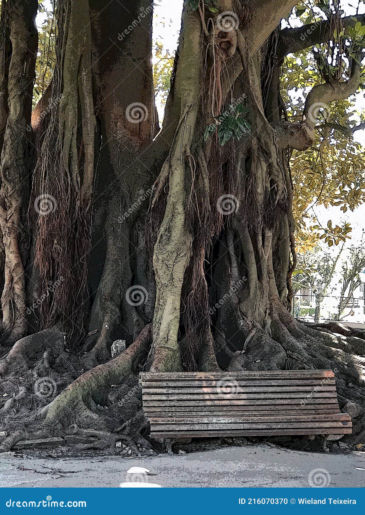 bench in front of giant roots