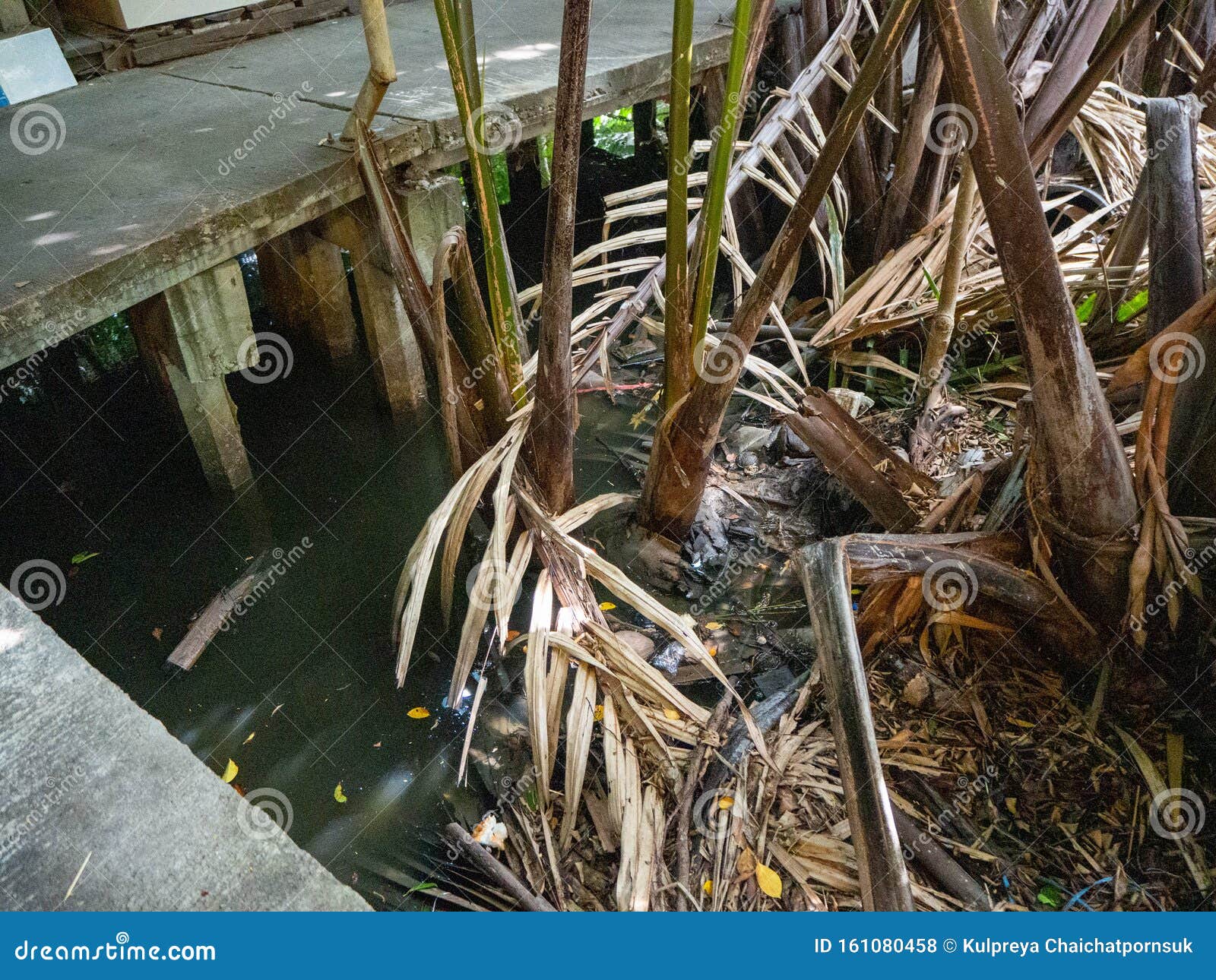 the tree name is nipa palm,dominant feature is barbed slender trunk color green and likes water,bear fruit brown ,at market bangka