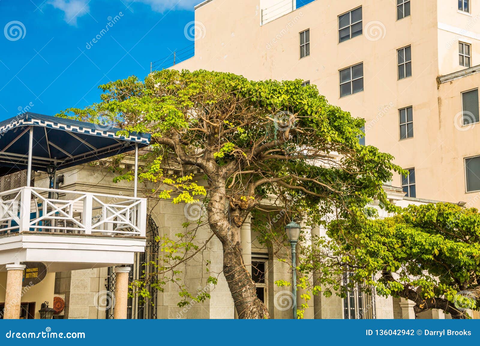 Tree in Nassau stock photo. Image of tropical, tree 136042942