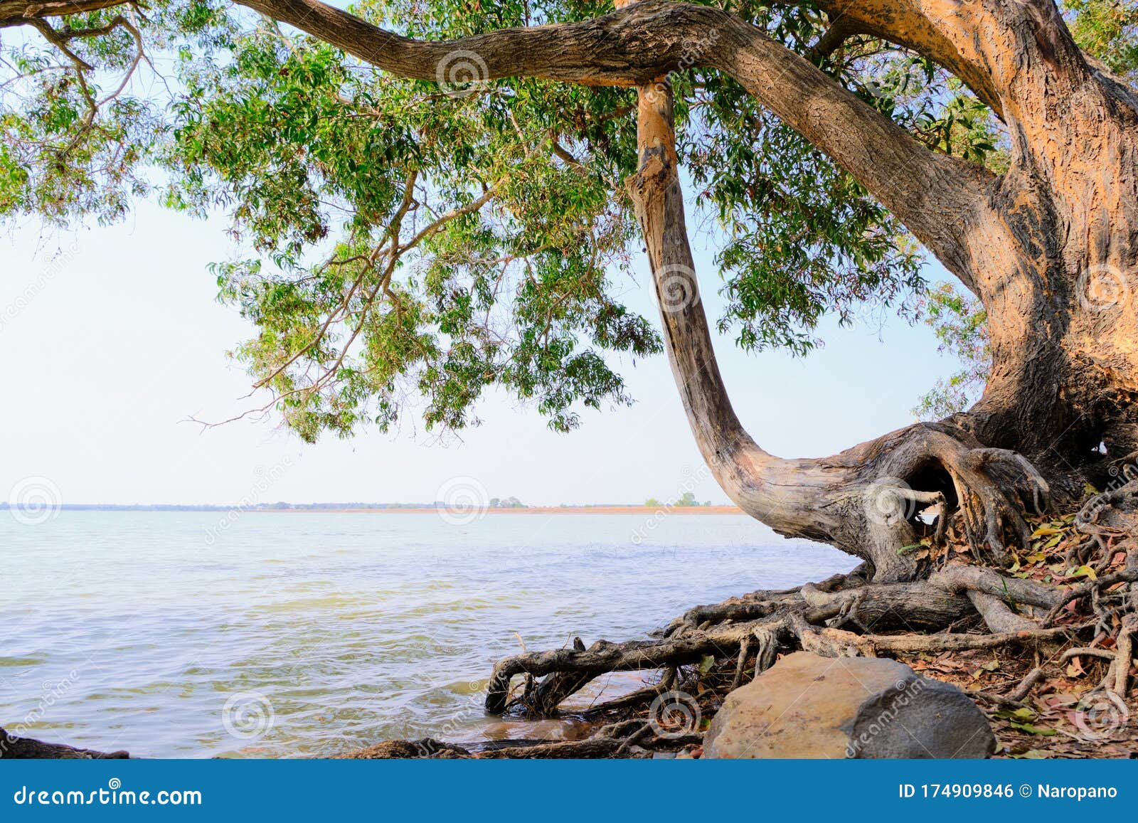 Tree on Nature, Landscape River Bank Stock Photo Image of leisure